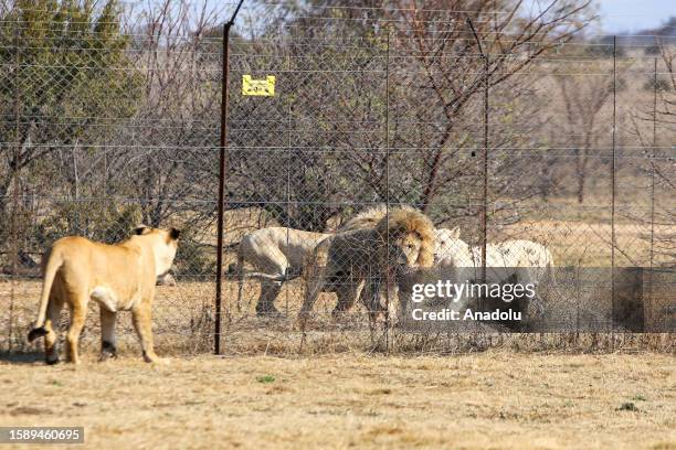 Lions are seen on display to tourists at special nature parks ahead of World Lion Day in Gauteng, South Africa on July 28, 2023. Home to Africa's...