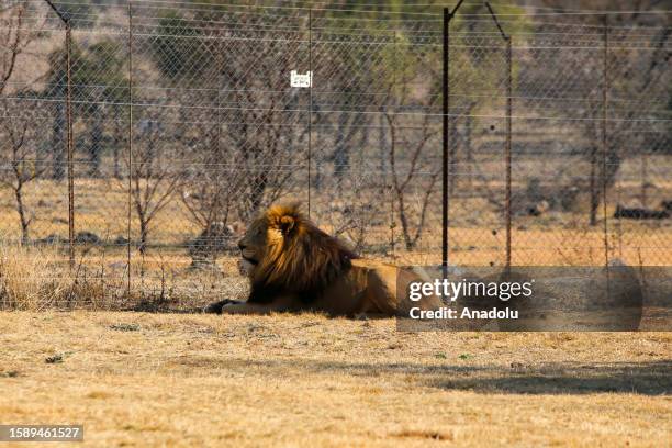 Lion is seen on display to tourists at special nature parks ahead of World Lion Day in Gauteng, South Africa on July 28, 2023. Home to Africa's...