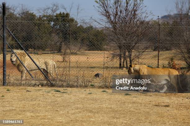 Lions are seen on display to tourists at special nature parks ahead of World Lion Day in Gauteng, South Africa on July 28, 2023. Home to Africa's...