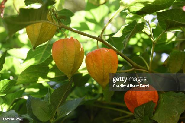 physalis alkekengi - linterna china fotografías e imágenes de stock