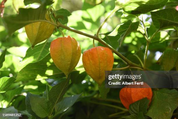 physalis alkekengi - japanese lantern foto e immagini stock