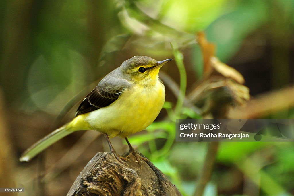 Grey Wagtail