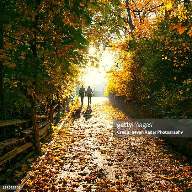 autumnal walk - mid distance stock pictures, royalty-free photos & images