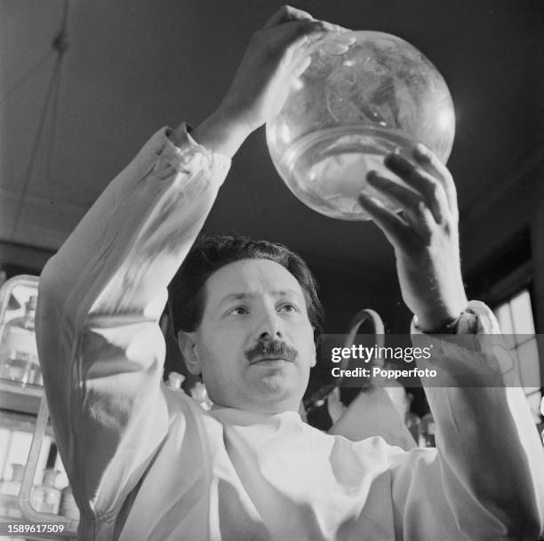 German born British biochemist Ernst Chain at work in a laboratory in England on 29th January 1946. Along with Alexander Fleming and Howard Florey,...