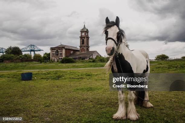 Tethered horse at a clearing near the derelict Old Town Hall, vacant since 1996, and the Tees Transporter Bridge beyond in the Middlehaven area of...