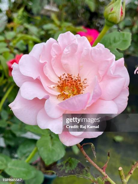 Kaman Roses 611 Kamal Rose Stock Photos, High-Res Pictures, and Images - Getty Images
