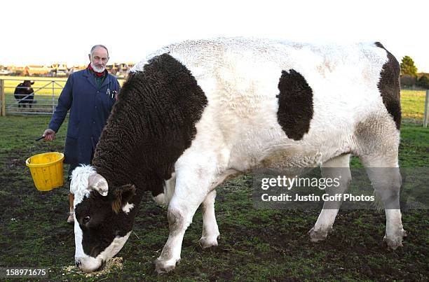 7 Inch Bull 456 Tall Bull Stock Photos, High-Res Pictures, and Images - Getty Images