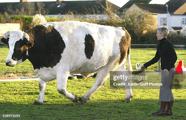 7 Inch Bull Tall Bull Photos and Premium High Res Pictures - Getty Images