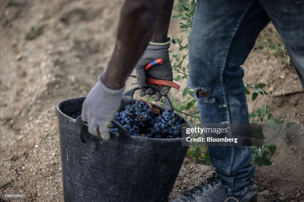 A worker handles a bucket of grapes during a harvest at the Celler La ...