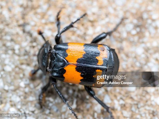 a nicrophorus investigator, a beetle that smells death, then flys to lay its eggs on a dead shrew etc. before burying the carcass for its hatched larva to feed on. - nicrophorus stock pictures, royalty-free photos & images