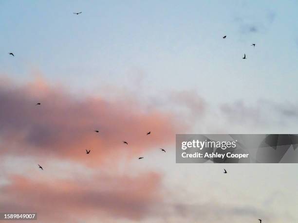 a flock of common swift, apus apus flying over ambleside, lake district, uk. - common swift flying stock pictures, royalty-free photos & images