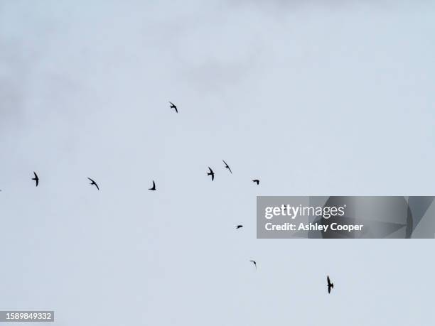 a flock of common swift, apus apus flying over ambleside, lake district, uk. - common swift flying stock pictures, royalty-free photos & images