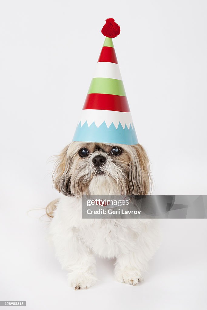 Dog wearing a party hat