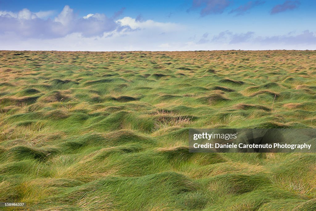 Green waves