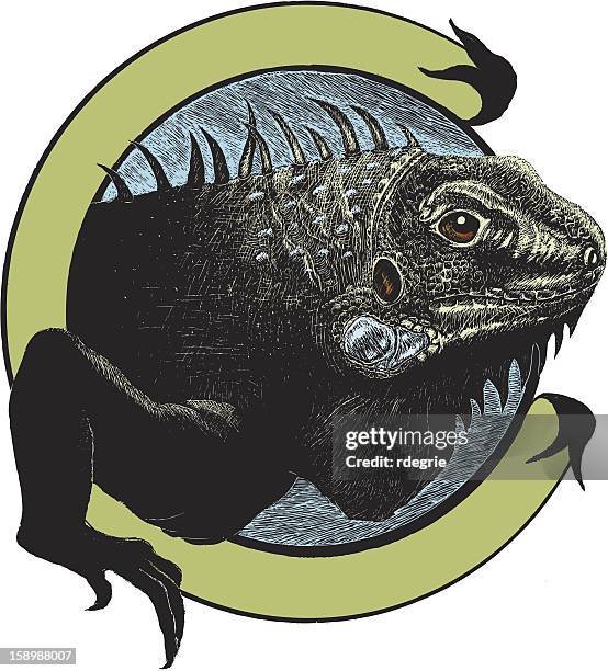 ilustraciones, imágenes clip art, dibujos animados e iconos de stock de iguana medio - iguana
