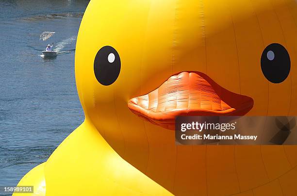 Dutch artist Florentijn Hofman's giant Rubber Duck enters Cockle Bay Wharf on opening day of the Sydney Festival January 5, 2013 in Sydney,...