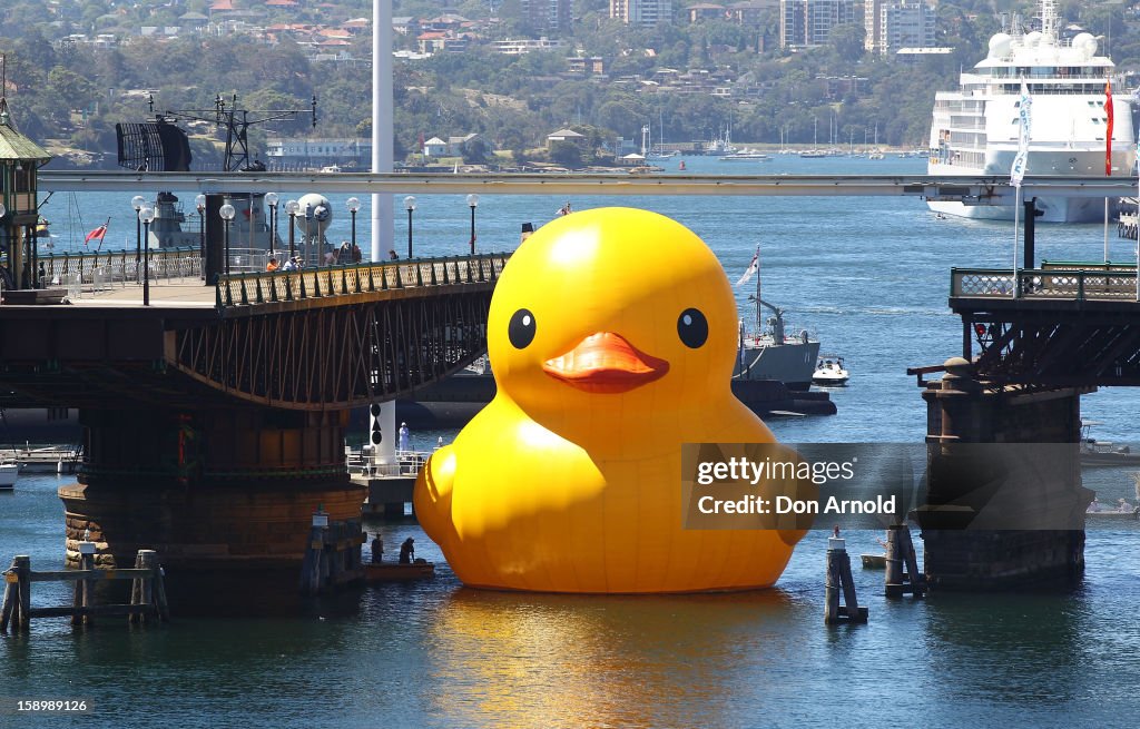 Giant Rubber Duck Sails Into Sydney Harbour