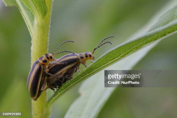 Goldenrod leaf beetles mating in Markham, Ontario, Canada, on August 01, 2023.