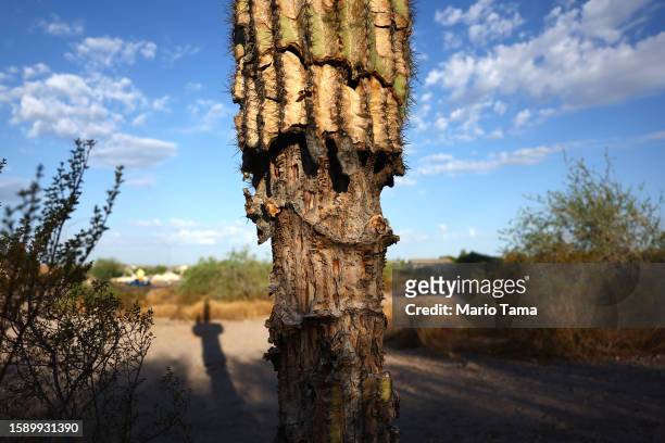 Damaged saguaro cactus remains standing on August 3, 2023 in Mesa, Arizona. The cacti are threatened by a number of issues linked to climate change...