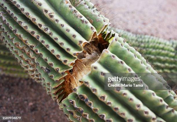 Recently fallen arms from a damaged saguaro cactus rest on a sidewalk on August 3, 2023 in Mesa, Arizona. The cacti are threatened by a number of...