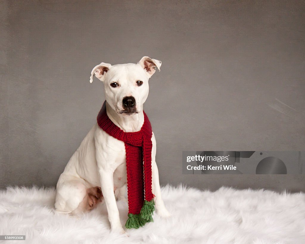 Studio shot of white mixed breed dog wearing scarf