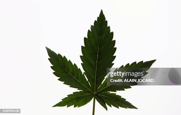 Picture shows a Cannabis leaf on January 4, 2013 in Esvres, near Tours. Since 2009, around 150 farmers gathered in "Cannabis social clubs" to grow...