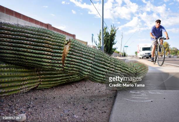 Cyclist passes recently fallen arms from a damaged saguaro cactus resting along a sidewalk on August 3, 2023 in Mesa, Arizona. The cacti are...