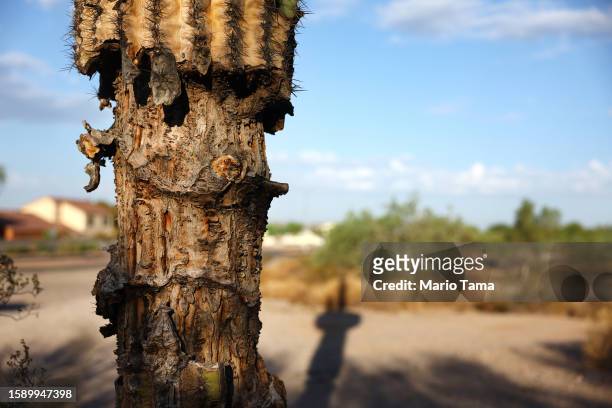 Damaged saguaro cactus remains standing on August 3, 2023 in Mesa, Arizona. The cacti are threatened by a number of issues linked to climate change...