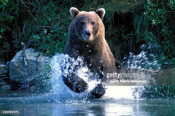 brown bear charging through stream - parco nazionale di katmai foto e immagini stock