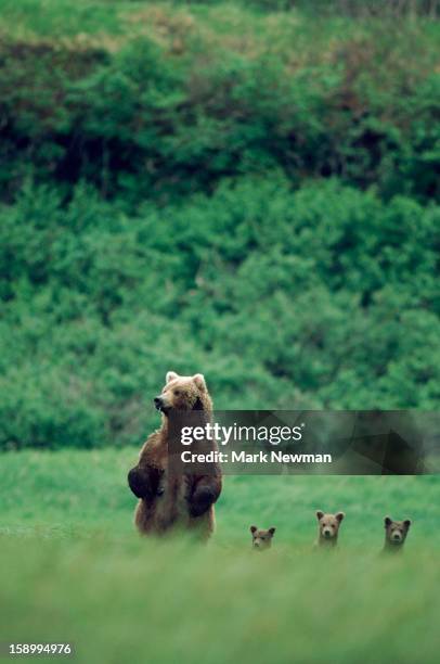 four standing grizzly bears - tierfamilie stock-fotos und bilder