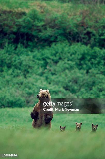 four standing grizzly bears - animal family stock pictures, royalty-free photos & images
