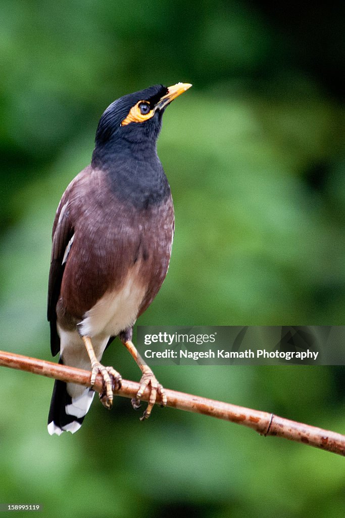 Common Myna