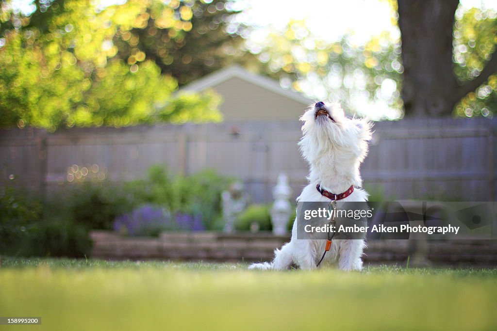 Bark At The Moon