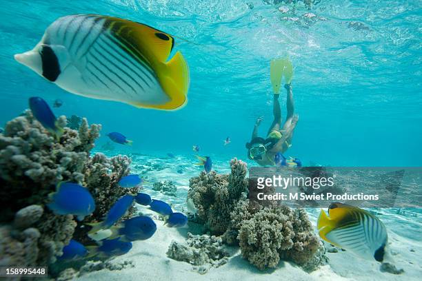 snorkeling swimming - tahiti stock pictures, royalty-free photos & images