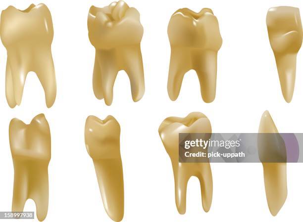 human teeth - canine teeth stock illustrations