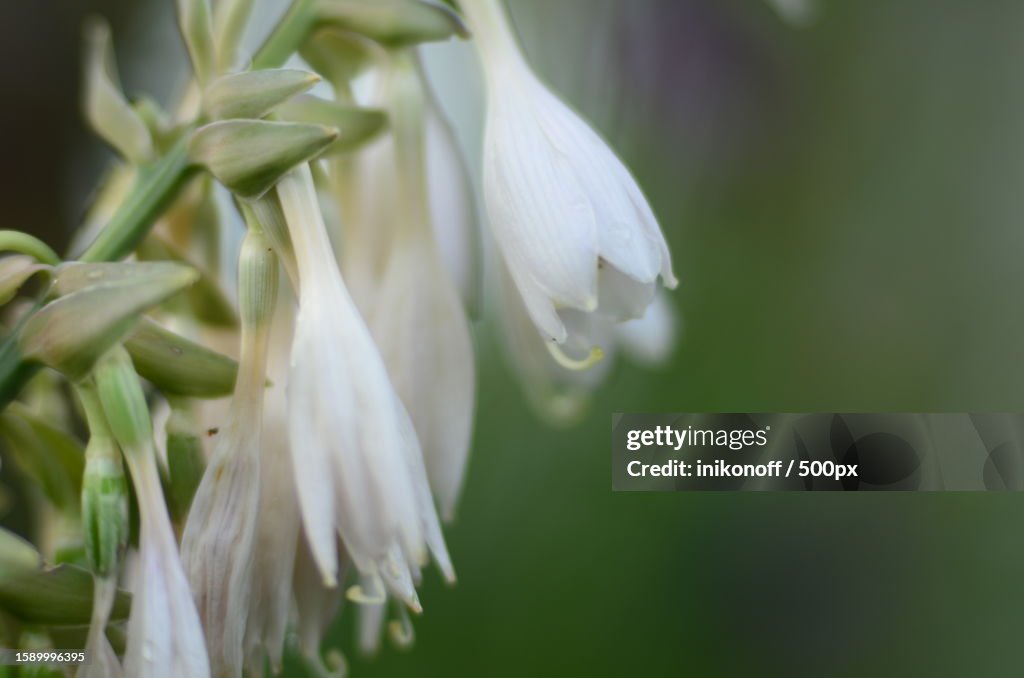 Close-up of white flowering plant