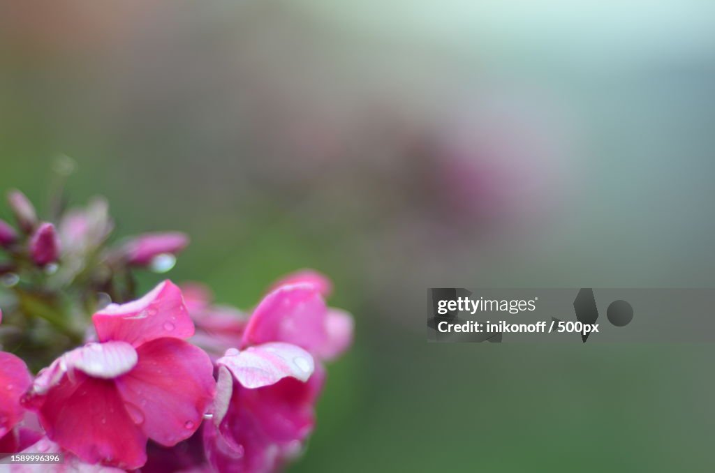 Close-up of pink flowering plant