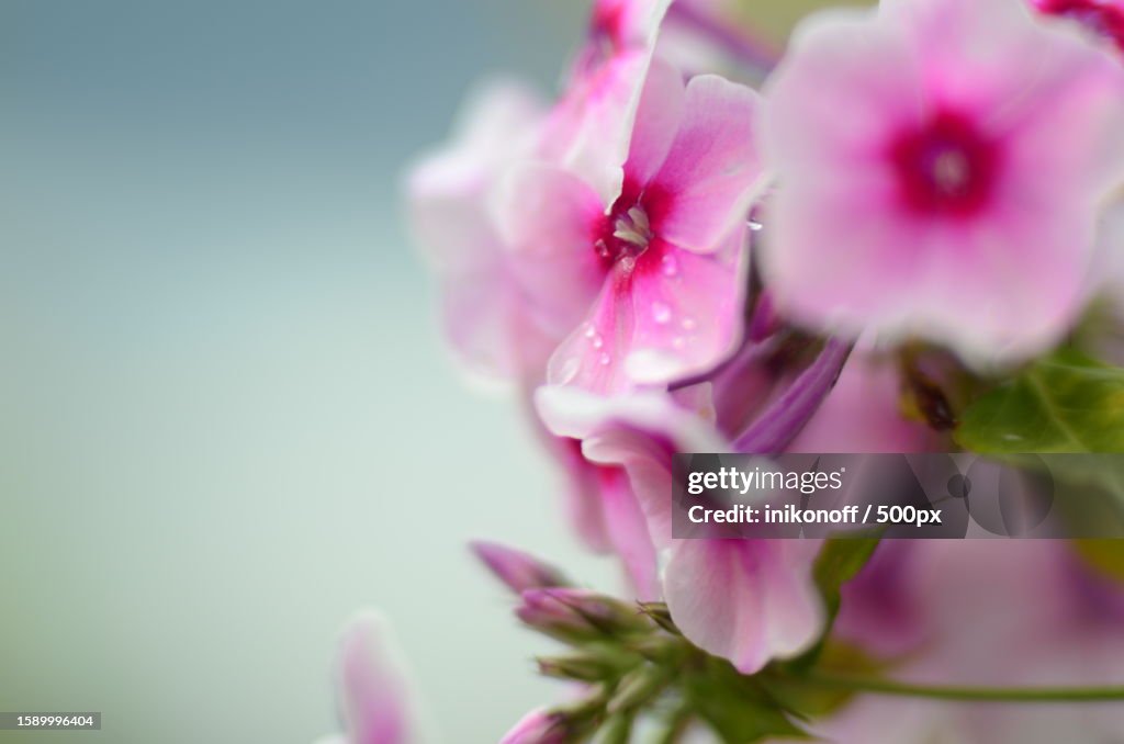Close-up of pink cherry blossom