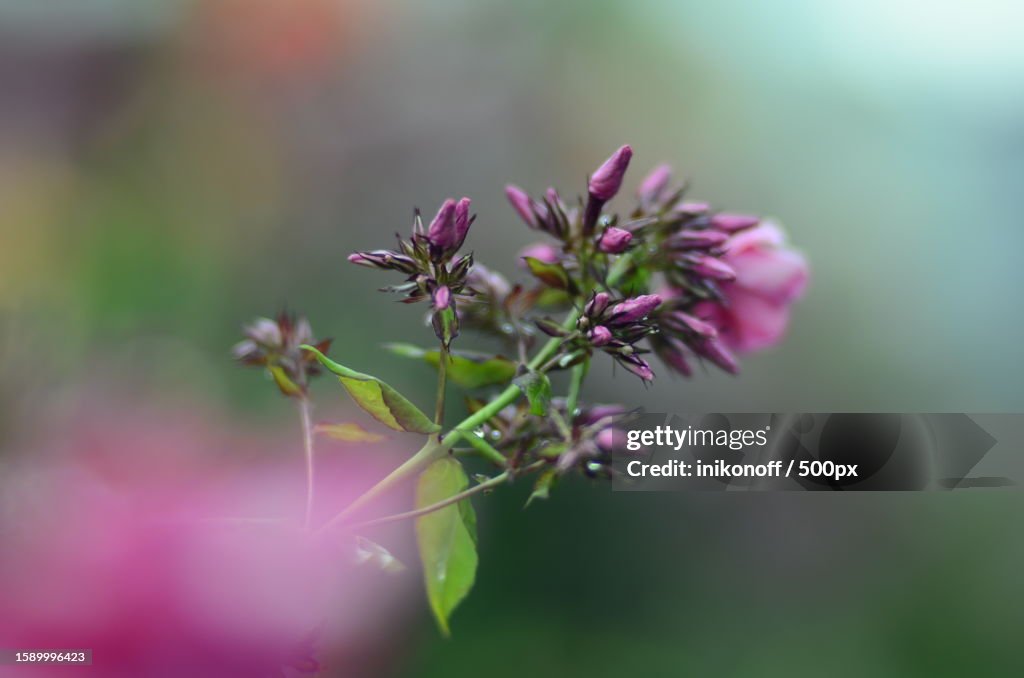 Close-up of pink flowering plant