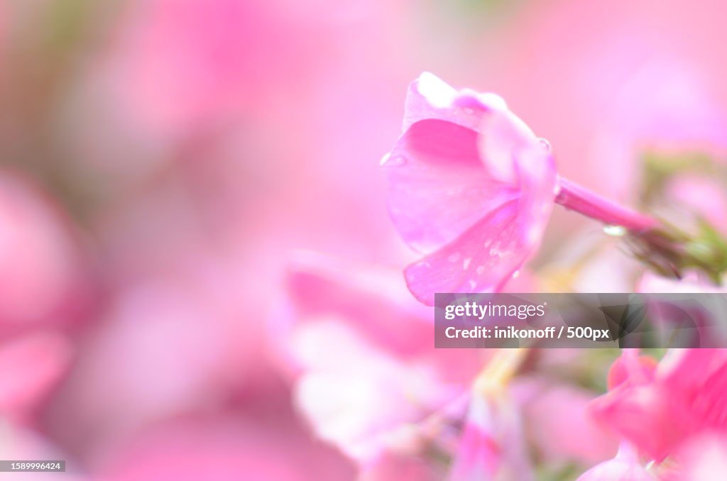 Close-up of pink cherry blossom