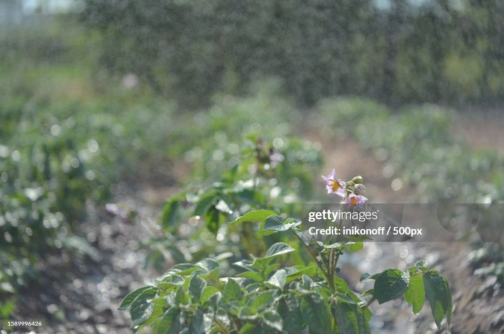 Close-up of flowering plant on field