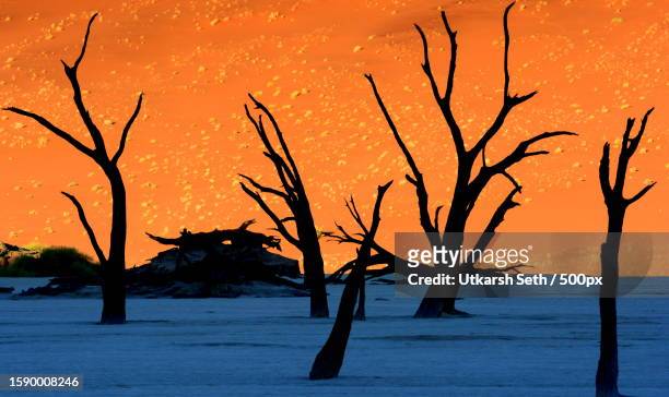 silhouette of bare tree by sea against sky during sunset - kameldornakazie stock-fotos und bilder