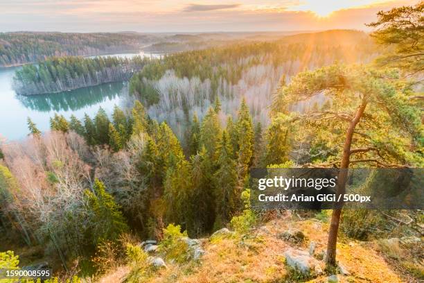 scenic view of forest against sky during sunset - arian stock pictures, royalty-free photos & images