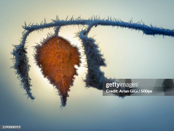 close-up of plant against sky during winter,finland - arian stock pictures, royalty-free photos & images