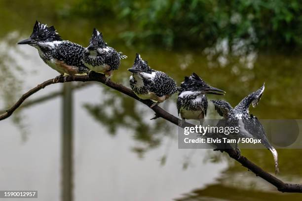 close-up of birds perching on branch - falda negra imagens e fotografias de stock