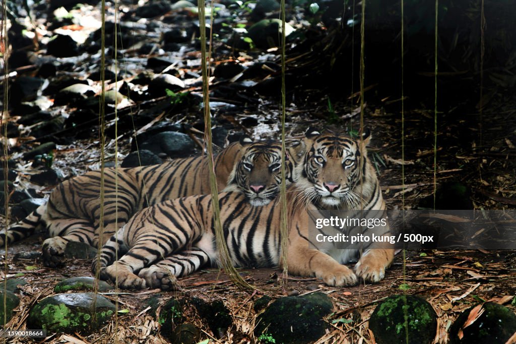 Close-up of tiger sitting on field