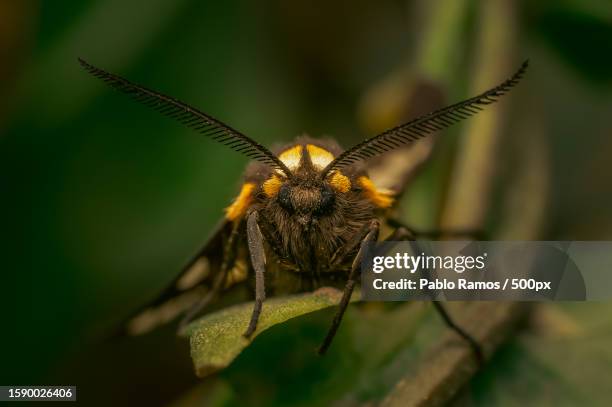 close-up of insect on leaf - motte stock-fotos und bilder