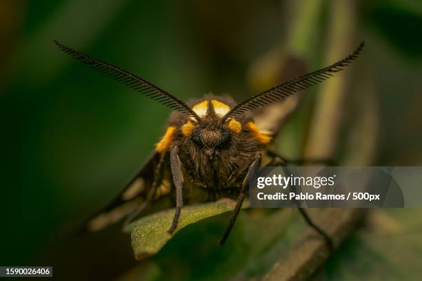 close-up of insect on leaf - papillon de nuit photos et images de collection