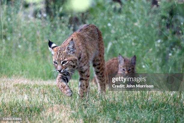 Lynx Colorada 2,215 Co Cat Stock Photos, High-Res Pictures, and Images - Getty Images