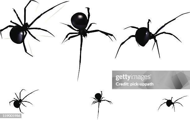 schwarze witwe spider - spinne stock-grafiken, -clipart, -cartoons und -symbole